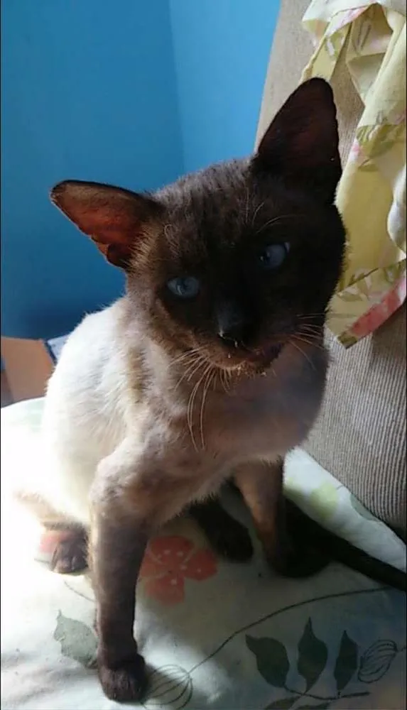 Gato ra a Vira lata siames idade 6 ou mais anos nome Joe