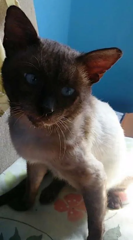 Gato ra a Vira lata siames idade 6 ou mais anos nome Joe