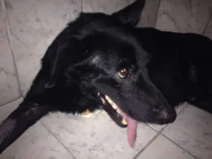 Cachorro raça SRD idade 6 ou mais anos nome Logan