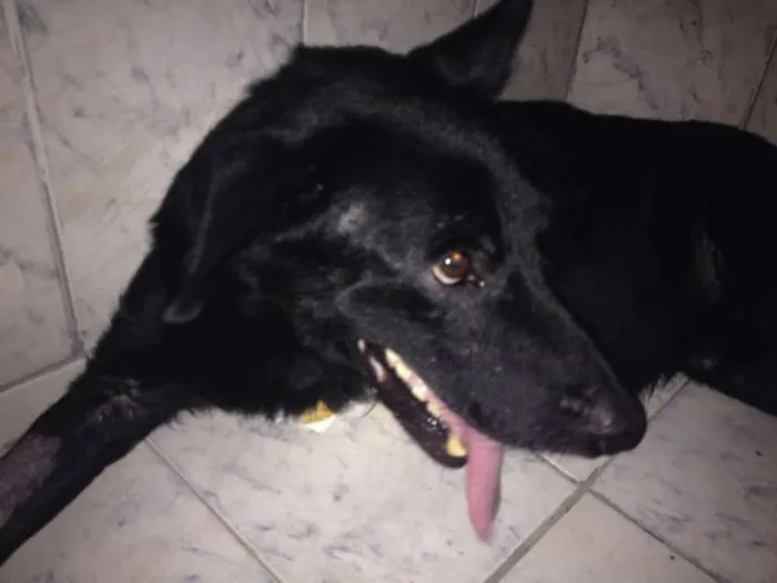Cachorro ra a SRD idade 6 ou mais anos nome Logan