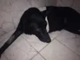 Logan