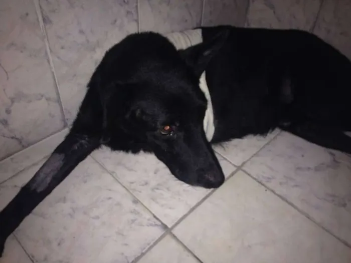 Cachorro ra a SRD idade 6 ou mais anos nome Logan