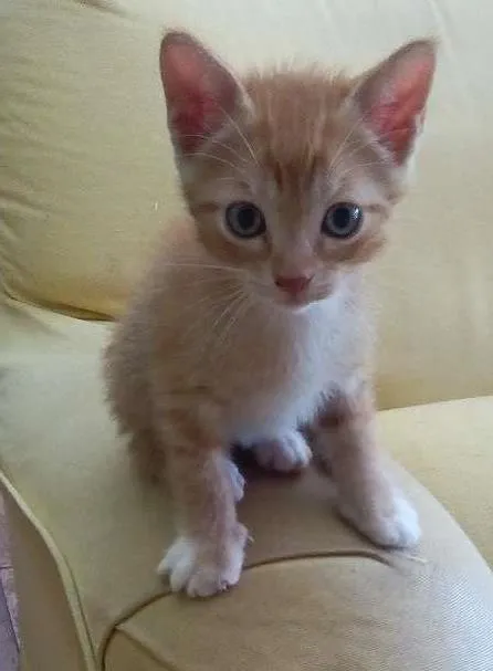 Gato ra a não possui idade Abaixo de 2 meses nome Não possui nome