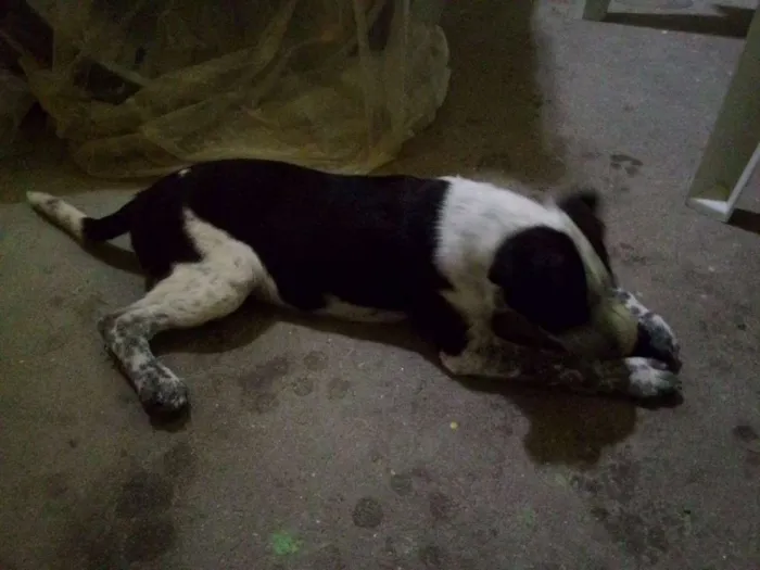 Cachorro ra a Vira-lata idade 2 a 6 meses nome Malu