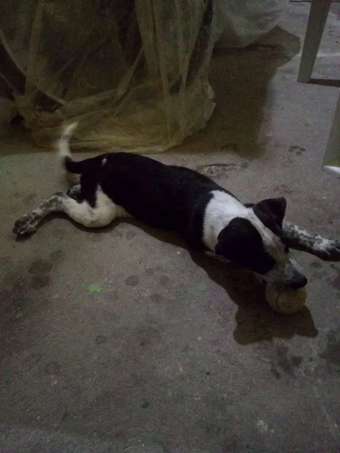 Cachorro ra a Vira-lata idade 2 a 6 meses nome Malu