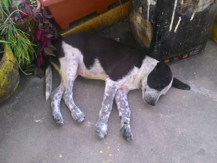 Cachorro ra a Vira-lata idade 2 a 6 meses nome Malu