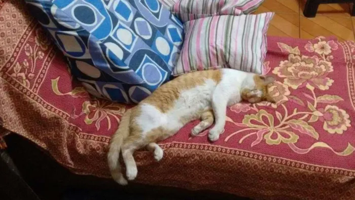 Gato ra a SRD idade 7 a 11 meses nome SEM NOME