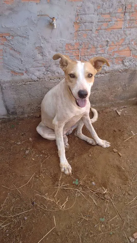 Cachorro ra a Mistura de pastor alemão com pitibul idade 4 anos nome Bibi