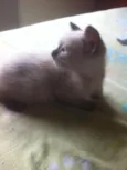 gato