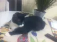 gato