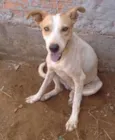 Bibi
