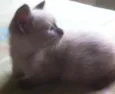 gato