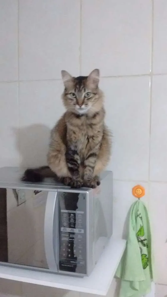 Gato ra a srd idade 1 ano nome Blue