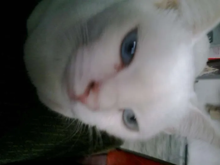 Gato ra a srd idade 1 ano nome Blue