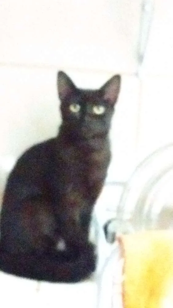 Gato ra a srd idade 1 ano nome Blue