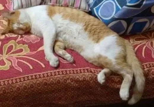 Gato ra a SRD idade 7 a 11 meses nome SEM NOME