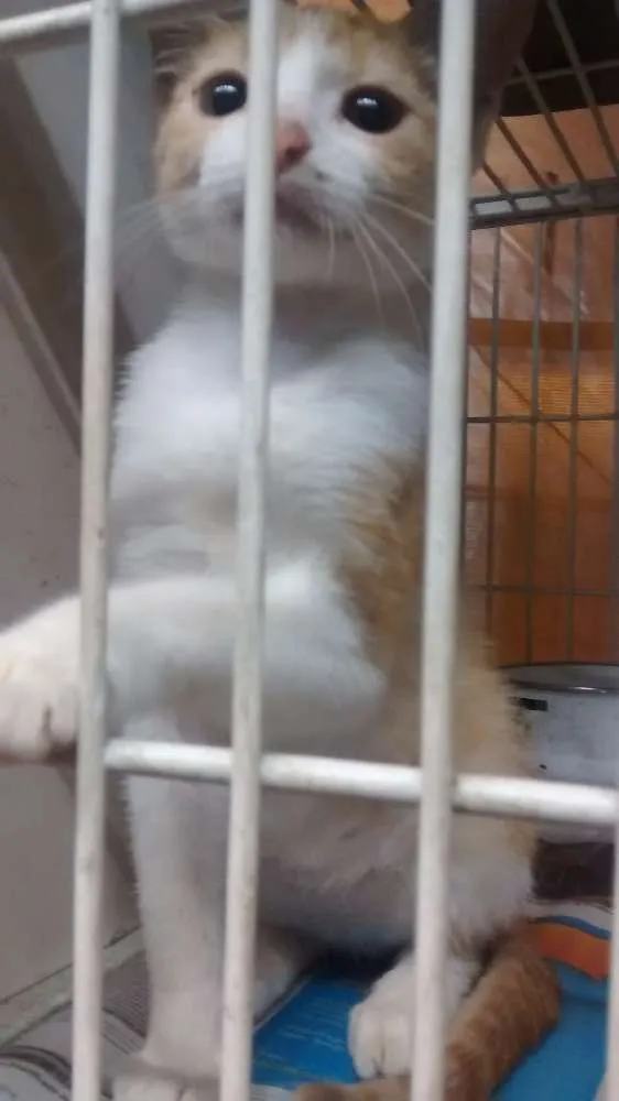 Gato ra a srd idade 1 ano nome Blue
