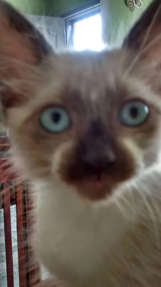 Gato ra a srd idade 1 ano nome Blue