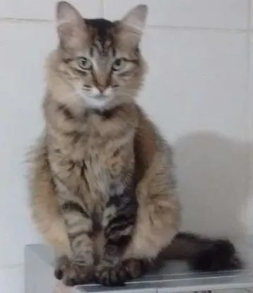 Gato ra a srd idade 1 ano nome Blue