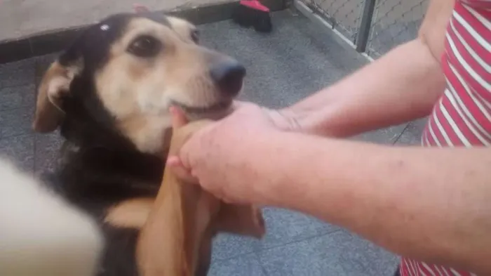 Cachorro ra a srd idade 2 anos nome Juju
