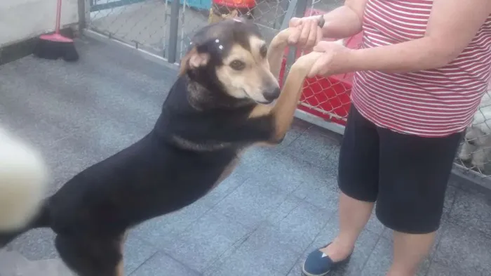 Cachorro ra a srd idade 2 anos nome Juju