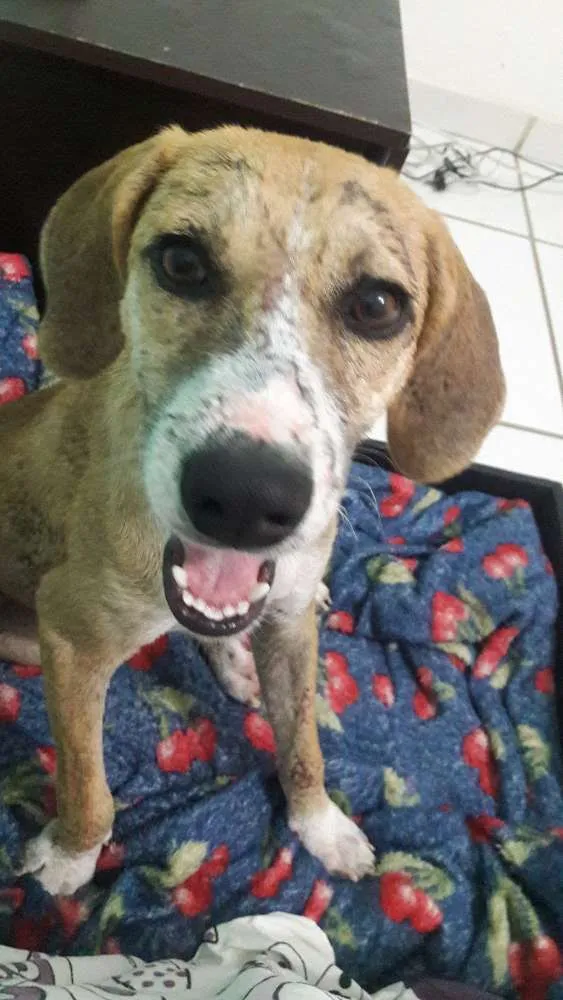 Cachorro raça SRD idade 7 a 11 meses nome Cascão
