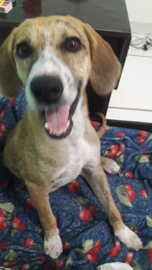 Cachorro raça SRD idade 7 a 11 meses nome Cascão