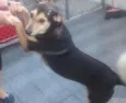 Juju