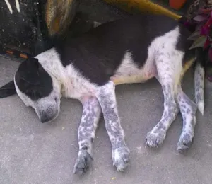 Cachorro raça Vira-lata idade 2 a 6 meses nome Malu