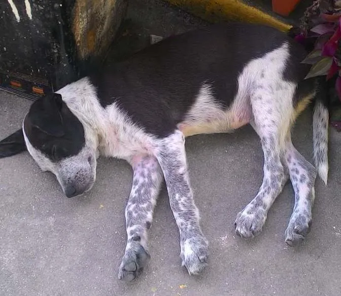 Cachorro ra a Vira-lata idade 2 a 6 meses nome Malu