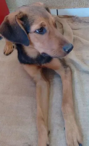 Cachorro raça Vira lata idade 2 a 6 meses nome Bradosque