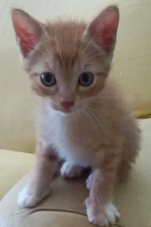 Gato raça não possui idade Abaixo de 2 meses nome Não possui nome