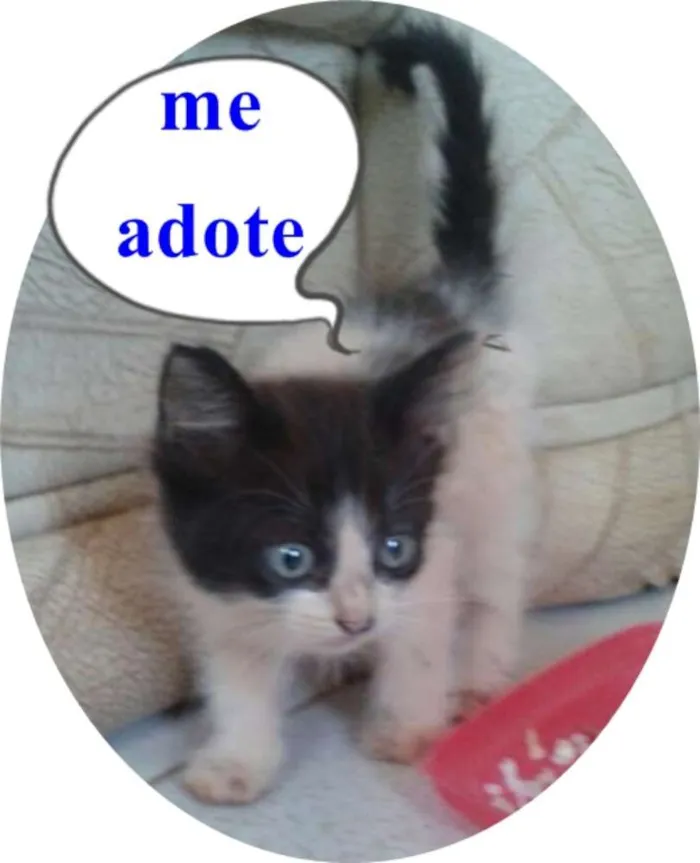 Gato ra a indefinida idade Abaixo de 2 meses nome sem nome 