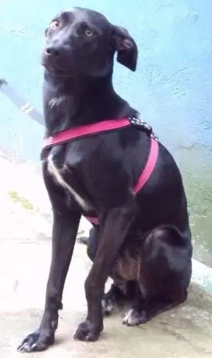 Cachorro ra a Vira-lata idade 1 ano nome Mallu