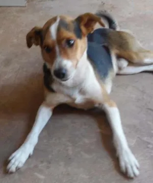 Cachorro raça SRD idade 4 anos nome bidu