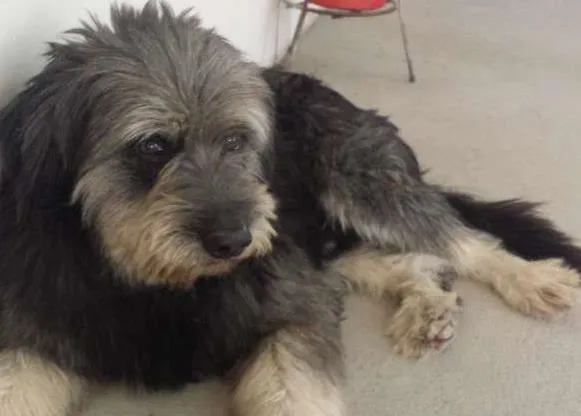 Cachorro raça SRD idade 4 anos nome Bigode