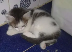 Gato raça Viralata idade Abaixo de 2 meses nome Fred