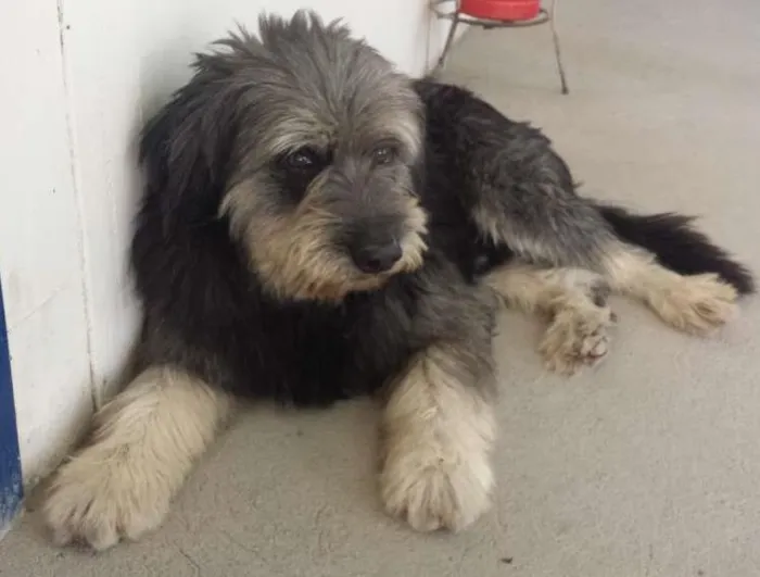 Cachorro raça SRD idade 4 anos nome Bigode