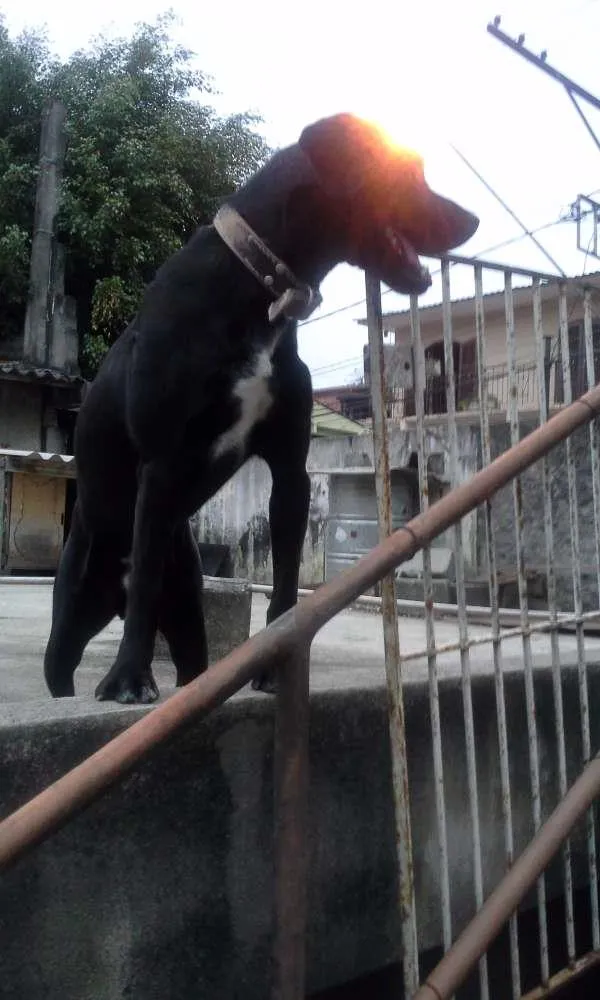 Cachorro ra a nao definida idade 2 anos nome wisk