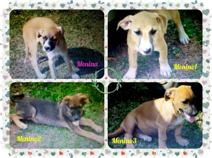 Cachorro ra a SRD idade 2 a 6 meses nome Filhotes