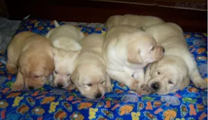 Cachorro raça Labrador idade Abaixo de 2 meses nome sem nomes
