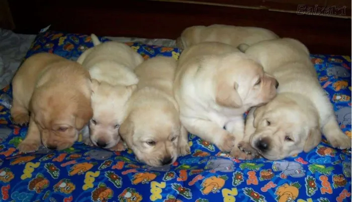 Cachorro ra a Labrador idade Abaixo de 2 meses nome sem nomes