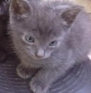 Gato raça SRD idade Abaixo de 2 meses nome Não tem ainda