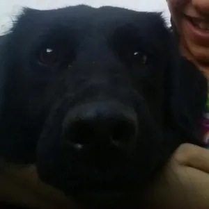 Cachorro raça Vira lata idade 1 ano nome Kitana