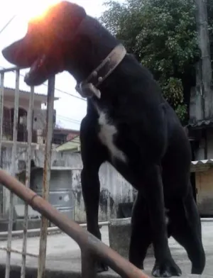 Cachorro raça nao definida idade 2 anos nome wisk