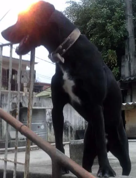 Cachorro ra a nao definida idade 2 anos nome wisk