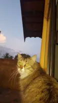 TOM