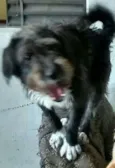Doguinho