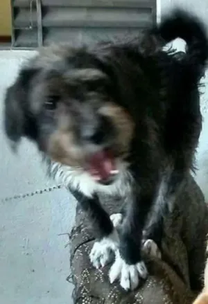 Cachorro raça Poodle idade 1 ano nome Doguinho