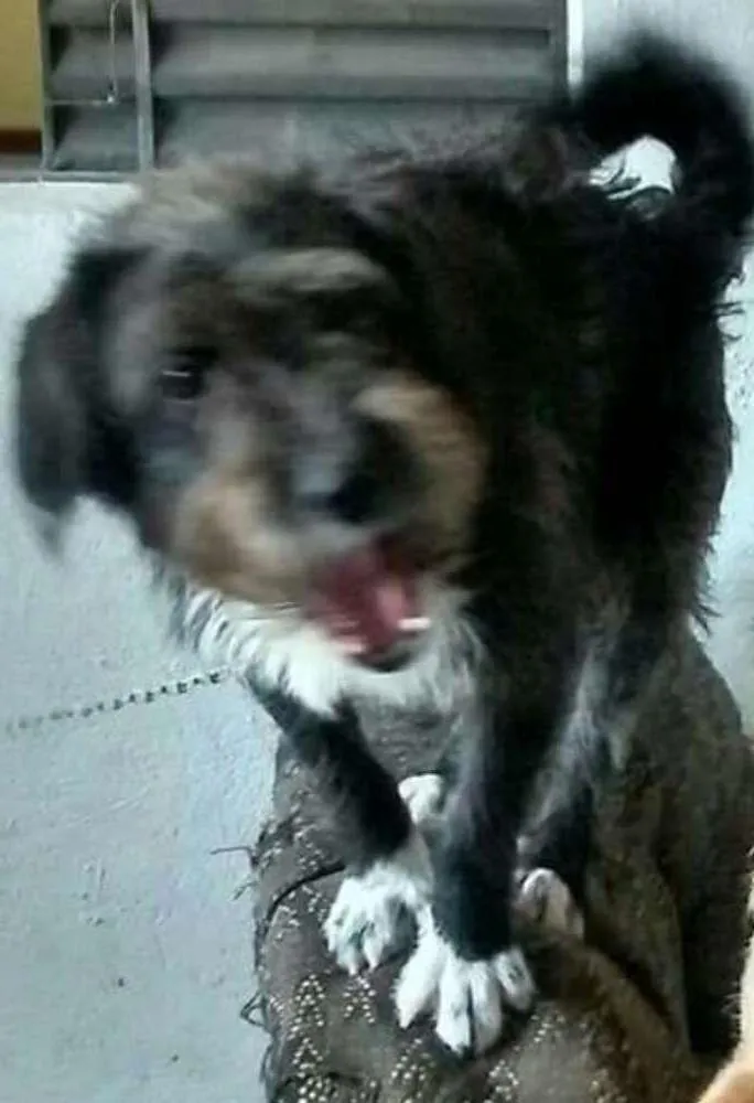 Cachorro ra a Poodle idade 1 ano nome Doguinho